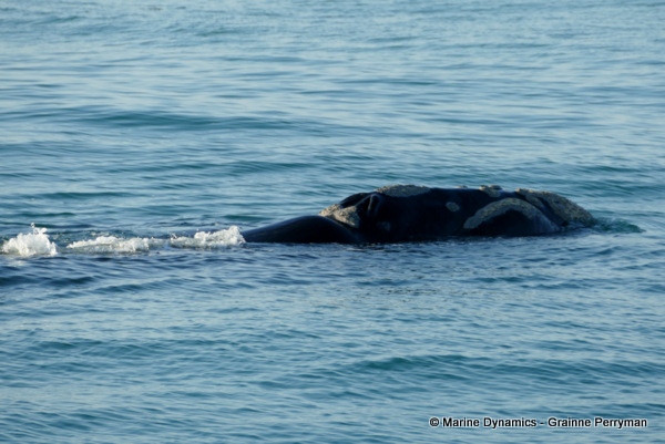Southern right whale, South Africa